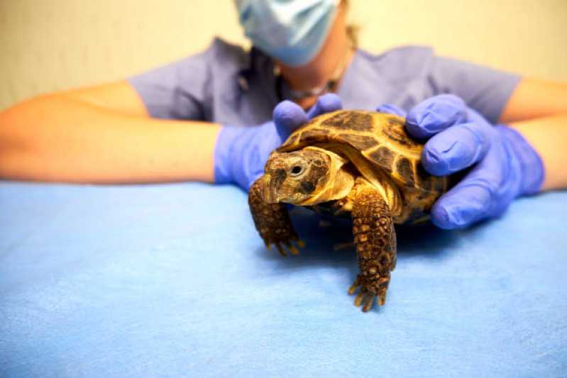 Hospital Veterin Rio Para Animais Silvestres Telefone Coloninha