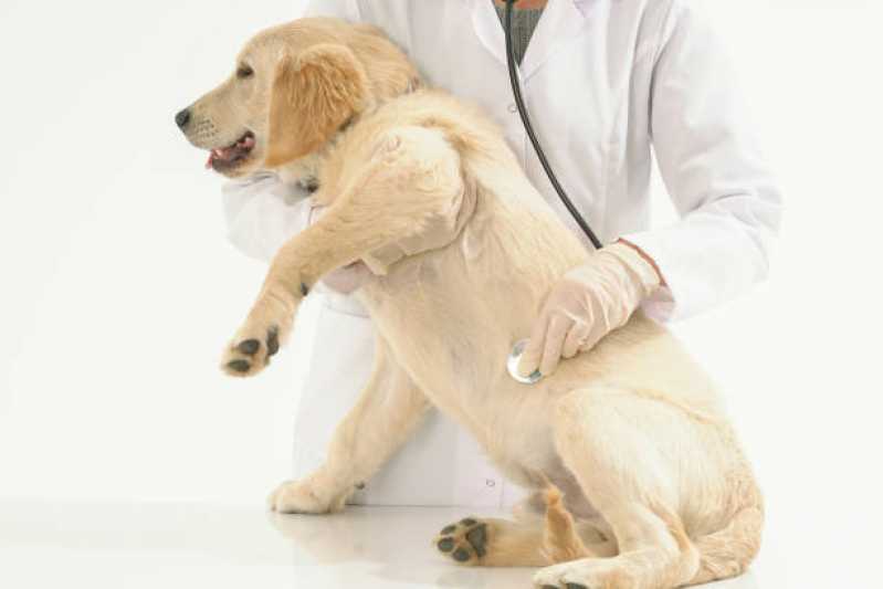 Atendimento Veterinário para Animais Domésticos Marcar Areias - Atendimento de Ortopedista Veterinário