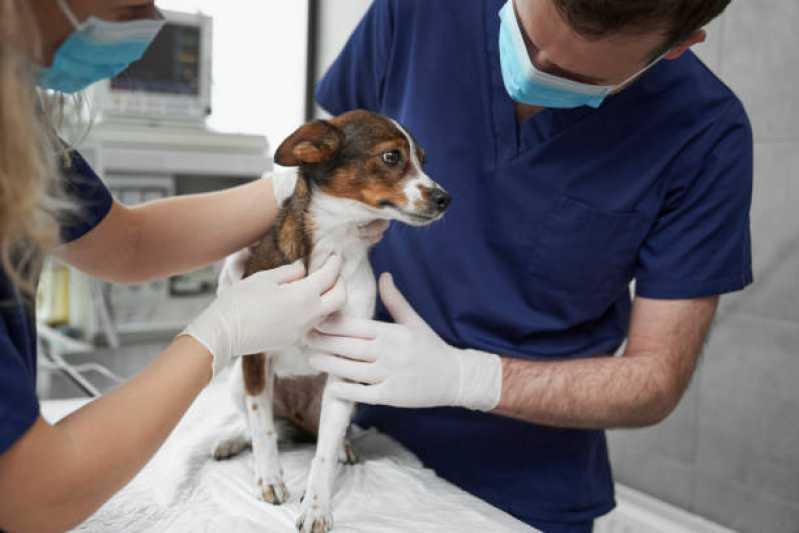 Atendimento Veterinário para Animais Domésticos Meia Prata - Atendimento de Ortopedista Veterinário
