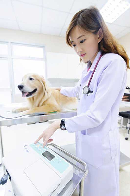 Clínica Veterinária 24 Horas Telefone Forquilhas - Clínica Veterinária para Animais Exóticos