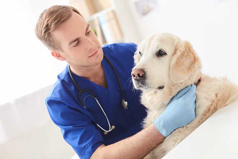 Clínica Veterinária 24h Próxima Canelinha - Clínica Veterinária de Cães e Gatos
