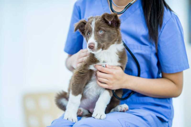 Clínica Veterinária Animal Telefone Universitário - Clínica Veterinária de Cães e Gatos
