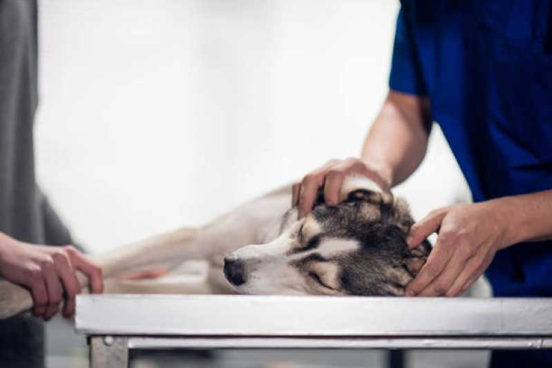 Clínica Veterinária Animal Itaguaçu - Clínica Veterinária Especializada em Cães e Gatos