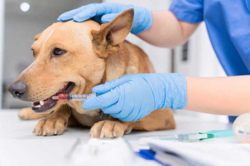 Clínica Veterinária de Cães e Gatos Itaguaçu - Clínica Veterinária Próxima