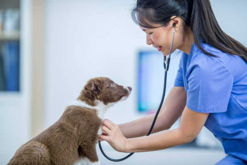 Clínica Veterinária Especializada em Gatos e Cachorros Telefone Centro - Clínica Veterinária Próxima