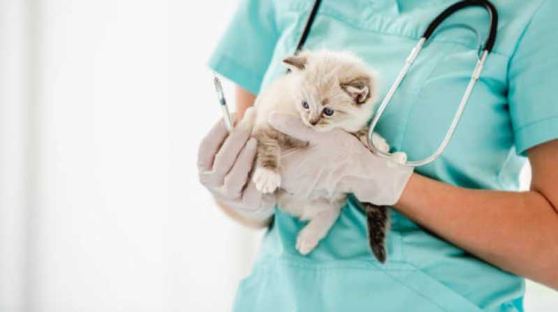 Clínica Veterinária Especializada em Gatos e Cachorros Monte Cristo - Clínica Veterinária