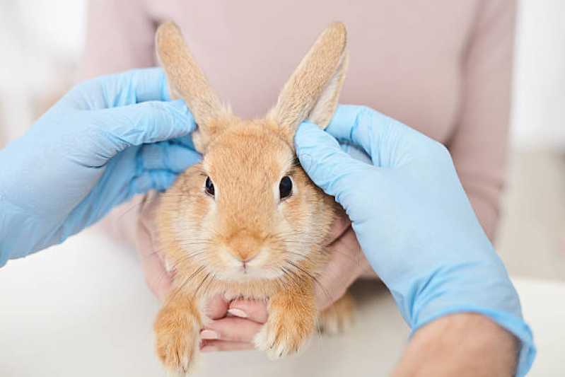 Clínica Veterinária para Animais Silvestres Telefone Ratones - Clínica Veterinária para Animais Exóticos