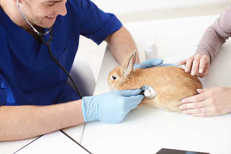 Clínica Veterinária para Animais Silvestres Ratones - Clínica Veterinária Mais Próxima