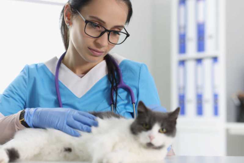 Clínica Veterinária Próximo a Mim Telefone Itaguaçu - Clínica Veterinária de Cães e Gatos