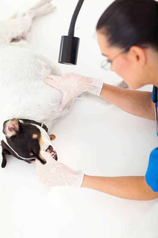 Clínica Veterinária Próximo a Mim Agronômica - Clínica Veterinária de Cães e Gatos