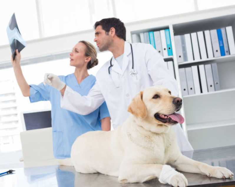 Consulta Veterinária Cachorro Saco Grande - Consulta Veterinária para Cachorro