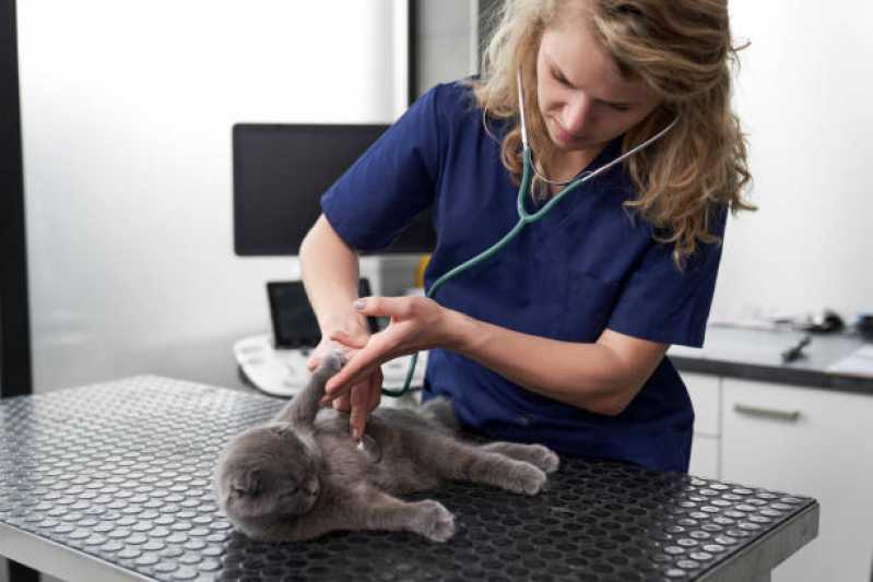 Consulta Veterinária de Gatos Agendar Joaia - Consulta Veterinária para Animais