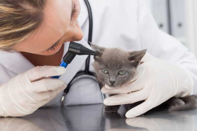 Consulta Veterinária Gato Agendar Canto - Consulta Veterinária de Gatos