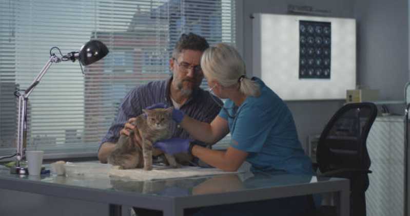Consulta Veterinária para Animais com Diarreia Forquilhas - Consulta Veterinária de Gatos