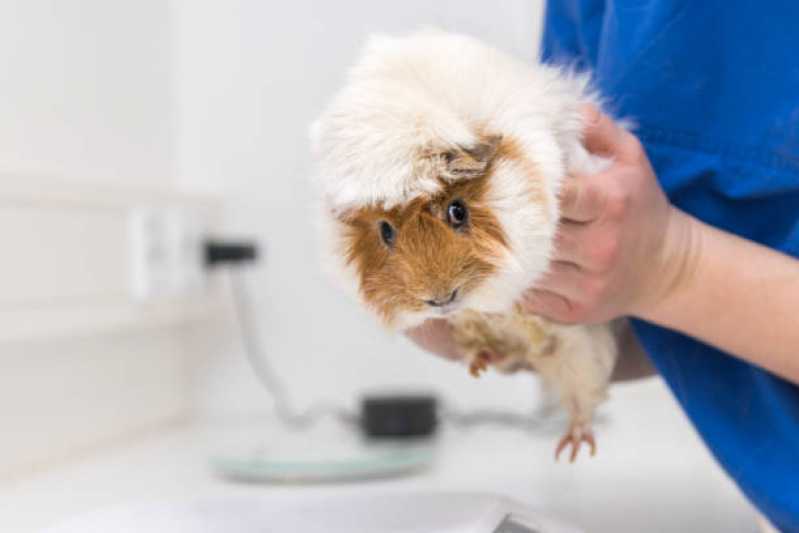 Consulta Veterinária para Animais Silvestres Ratones - Consulta Veterinária para Cachorro