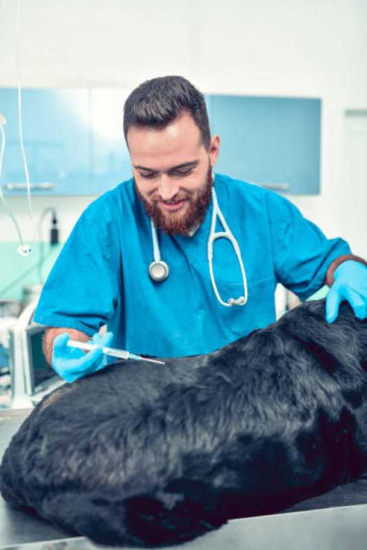 Consulta Veterinária para Animais Sorocaba - Consulta Veterinária para Cachorro Tossindo