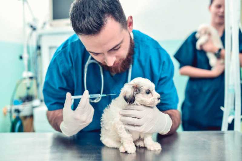 Consulta Veterinária para Cachorro Agendar Florianópolis - Consulta Veterinária para Animais São José