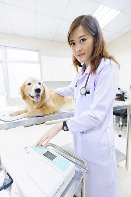 Consulta Veterinária para Cachorro Tossindo Agendar Centro - Consulta Veterinária para Gatos