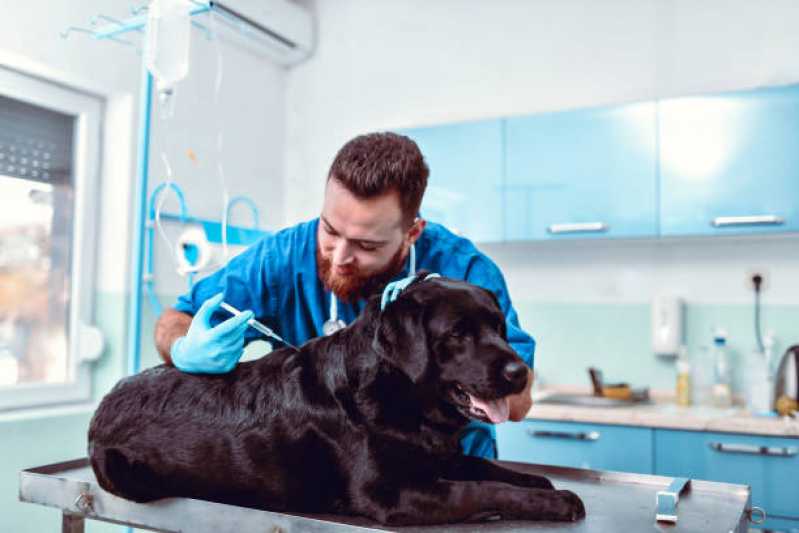 Consulta Veterinária para Cachorro Saudade - Consulta Veterinária para Cachorro Tossindo