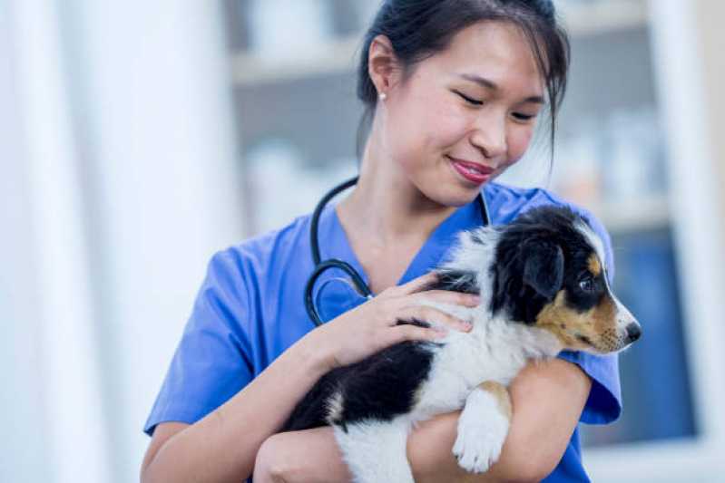 Consulta Veterinária para Cães Agendar Jardim Saveiro - Consulta Veterinária para Animais com Diarreia
