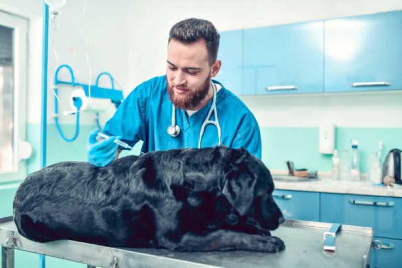 Consulta Veterinária para Cães Canasvieiras - Consulta Veterinária para Animais com Diarreia