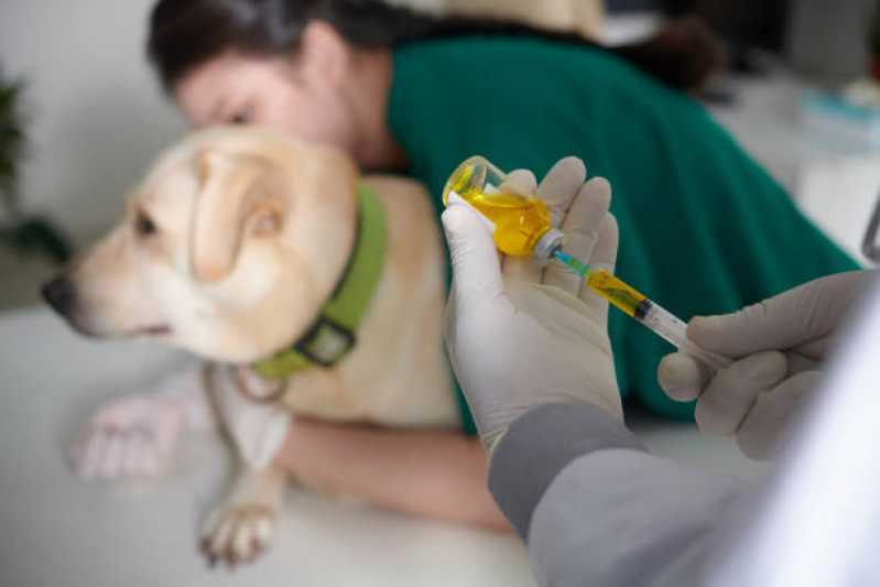 Contato de Clínica Veterinária 24h José Mendes - Clínica Veterinária para Animais Exóticos