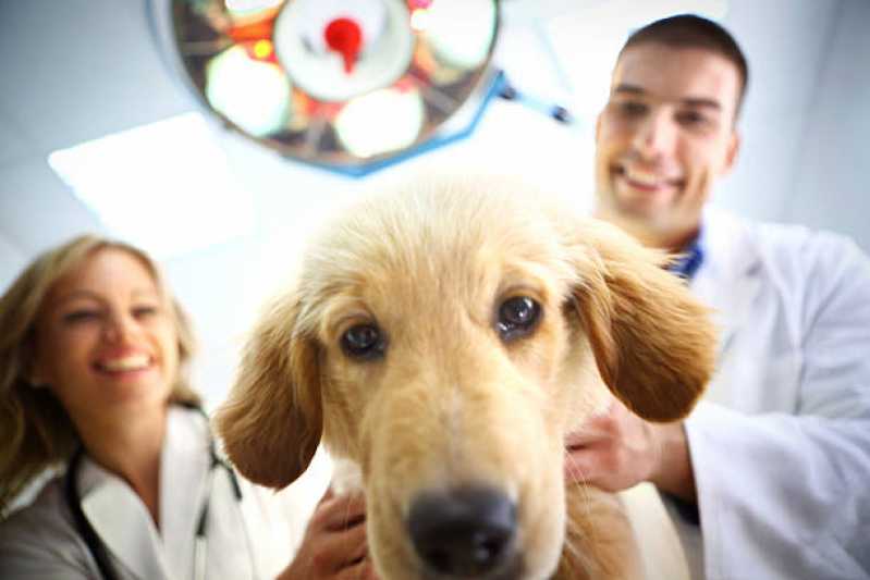 Contato de Clínica Veterinária Especializada em Gatos e Cachorros Mar das Pedras - Clínica Veterinária Mais Próxima