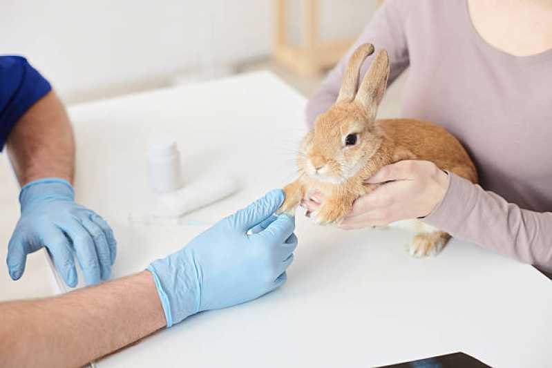 Contato de Clínica Veterinária para Animais Silvestres Abraão - Clínica Veterinária para Animais Silvestres