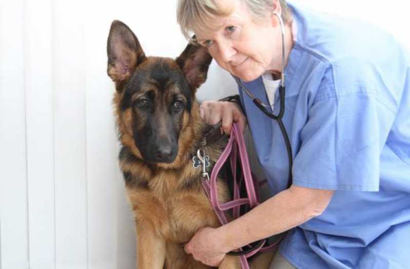 Contato de Clínica Veterinária Próxima Fundos - Clínica Veterinária Especializada em Cães e Gatos