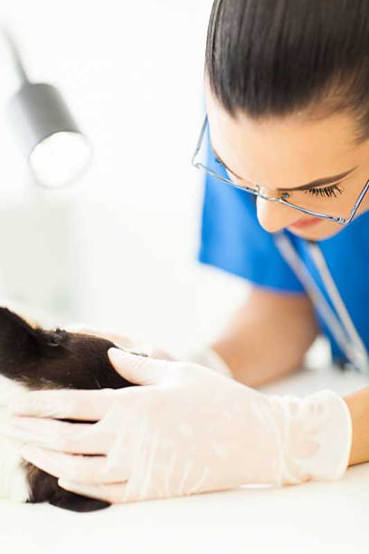 Contato de Clínica Veterinária Itaguaçu - Clínica Veterinária para Animais Exóticos