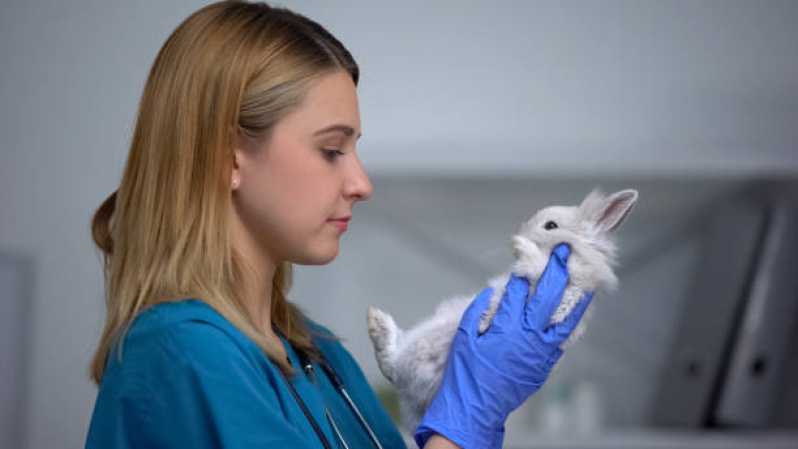 Contato de Veterinário 24h Potecas - Veterinário para Animais Exóticos