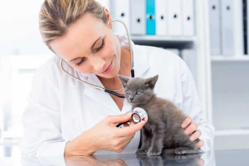 Contato de Veterinário Endocrinologista Itapema - Veterinário para Animais Exóticos
