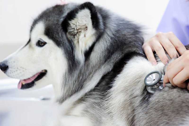 Contato de Veterinário para Cachorros Serraria - Veterinário Dermatologista
