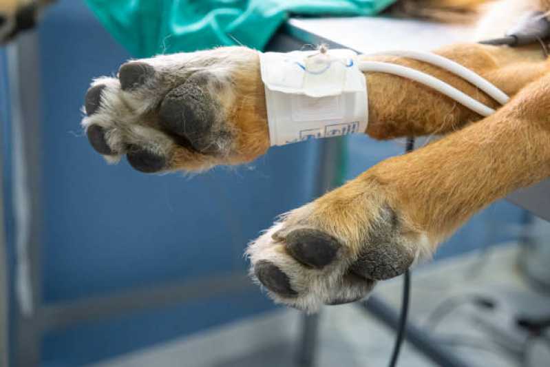 Endereço de Clínica Veterinária Animal Fundos - Clínica Veterinária para Animais Exóticos