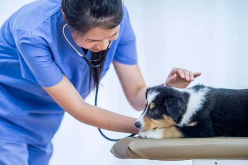Endereço de Clínica Veterinária Mais Próxima Centro - Clínica Veterinária para Animais Exóticos