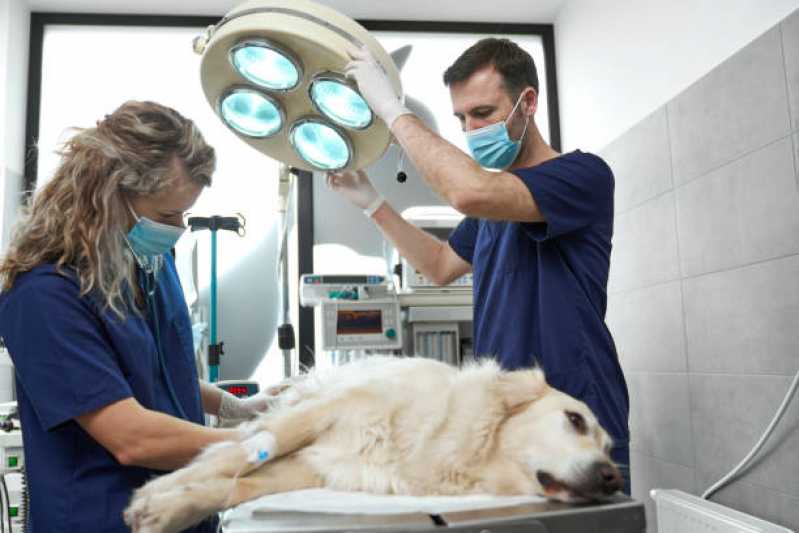 Endereço de Hospital Veterinário 24h Forquilinhas - Hospital Veterinário de Cães e Gatos