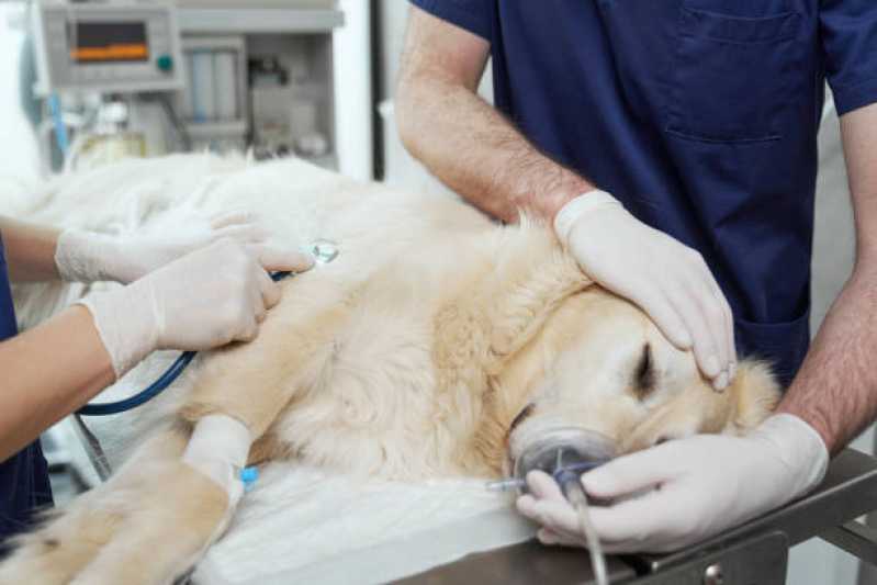 Endereço de Hospital Veterinário Cachorro 24h Jardim Carandai - Hospital Veterinário para Animais Exóticos