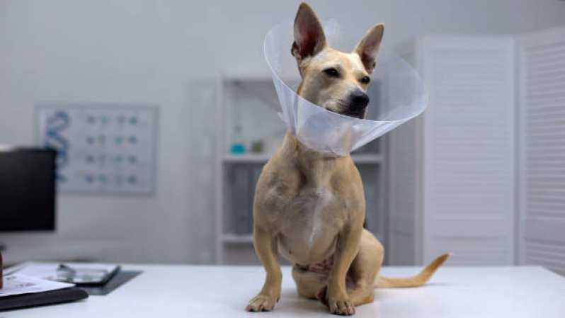Endereço de Hospital Veterinário de Cães e Gatos Bom Viver - Hospital Veterinário Mais Próxima