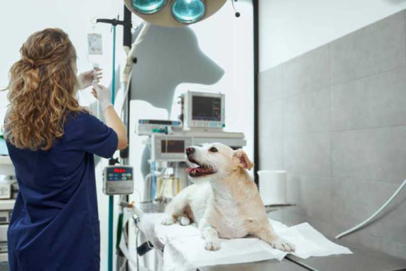 Endereço de Hospital Veterinário Especializada em Gatos e Cachorros Trindade - Hospitais Veterinários Próximos a Mim