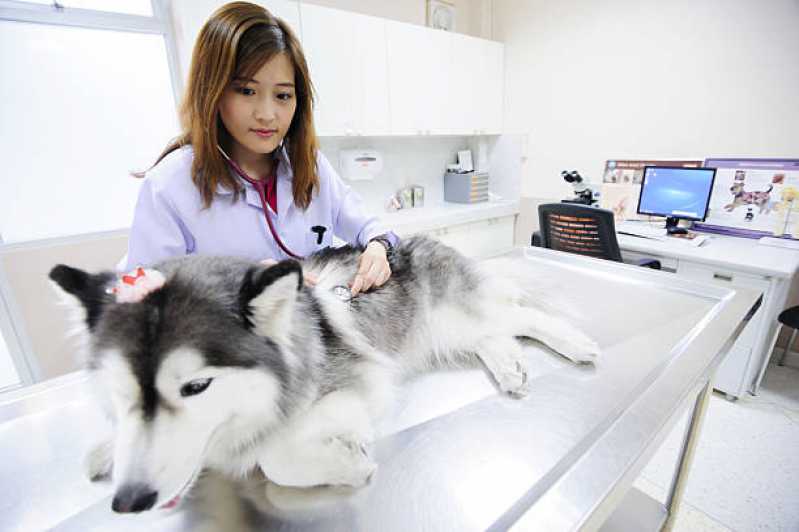 Endereço de Veterinário de Animais Exóticos Agronômica - Veterinário para Cachorros