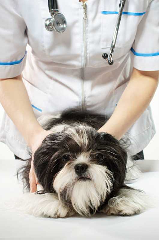 Endereço de Veterinário para Cachorros Balneário - Veterinário Dermatologista