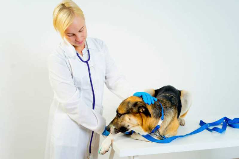 Hospital para Animais Contato Meis Praia - Hospital Veterinário de Cães e Gatos