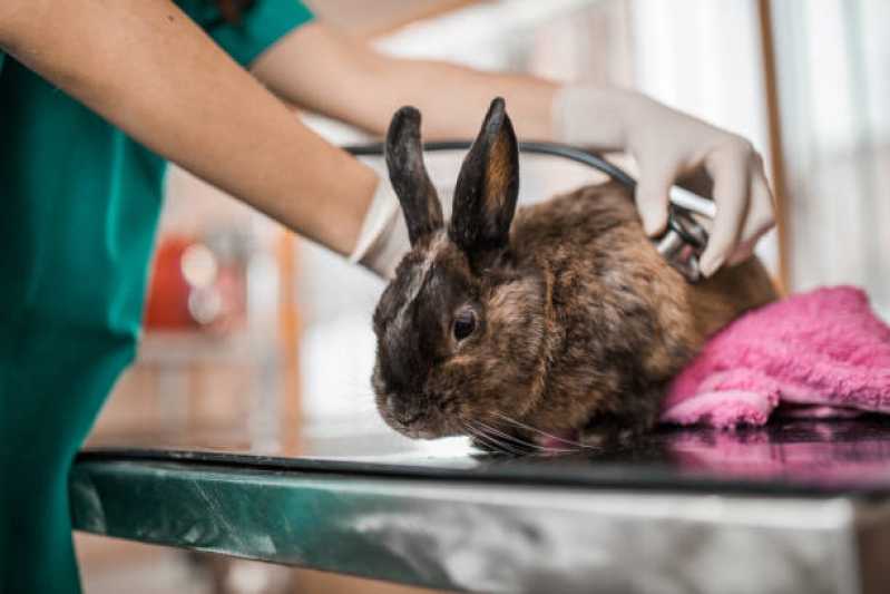 Hospital para Animais Picadas do Sul - Hospitais Veterinários Próximos a Mim