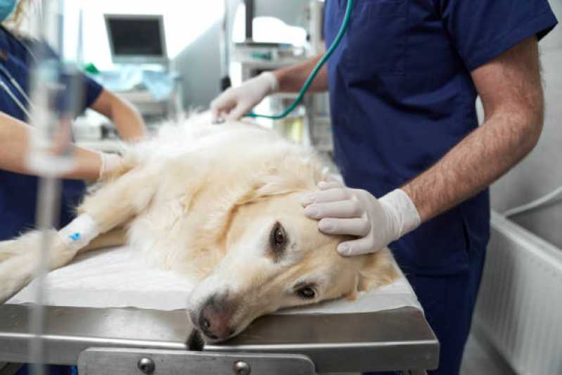 Hospital Veterinário Cachorro 24h Contato Jardim Saveiro - Hospital Veterinário de Cães e Gatos
