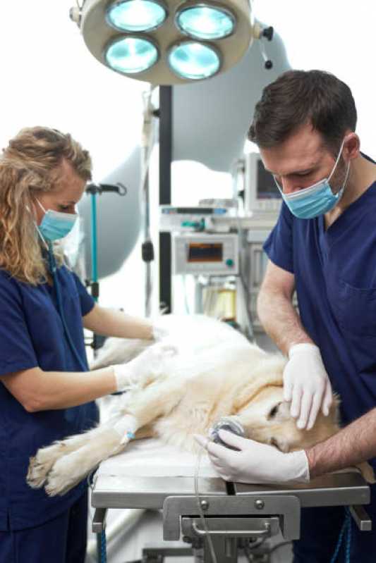 Hospital Veterinário Cachorro 24h Forquilhas - Hospital Veterinário para Animais Exóticos