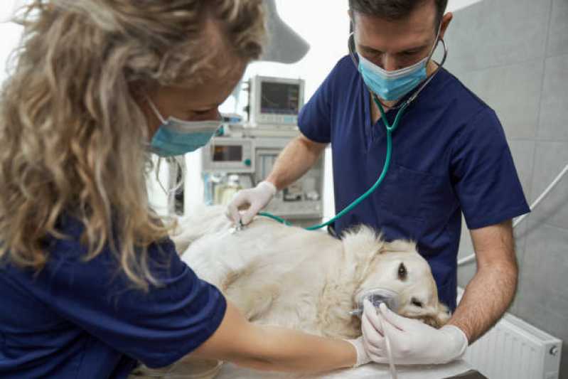 Hospital Veterinário Especializada em Cães e Gatos Contato Coqueiros - Hospitais Veterinários Próximos a Mim