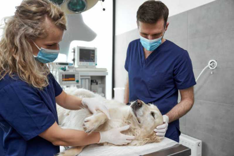 Hospital Veterinário para Cachorros Ingleses - Hospital Veterinário Florianópolis