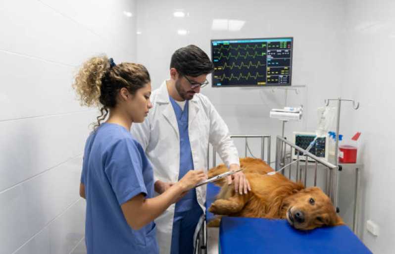 Hospital Veterinário Próxima Contato Estreito - Hospital Veterinário para Animais Exóticos
