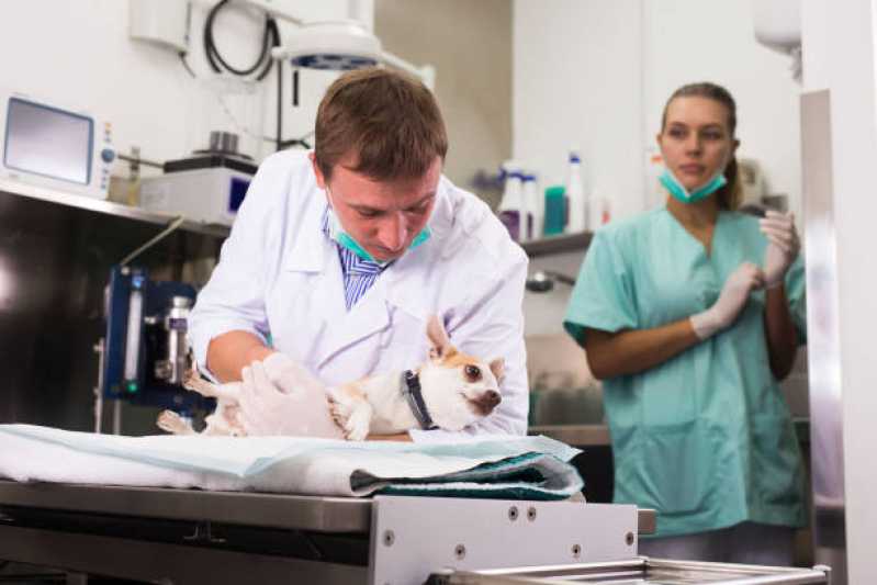 Hospital Veterinário Próxima Serraria - Hospital Veterinário Especializada em Cães e Gatos