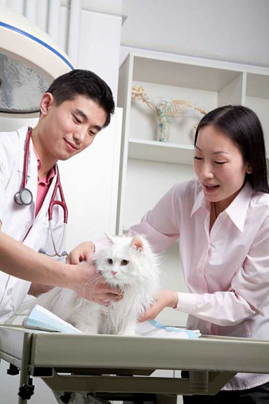 Onde Agendar Atendimento para Cães Bela Vista - Atendimento Veterinário Neurologista